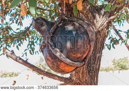 A Traditional Hollow Gourd, For Storing Sour Milk, Hanging In A Tree In A Himba Village Near Epupa