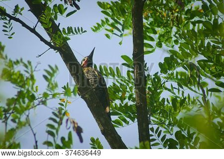 Green-barred woodpecker (Colaptes melanochloros), perched on a branch in a forest in San Luis, Argen