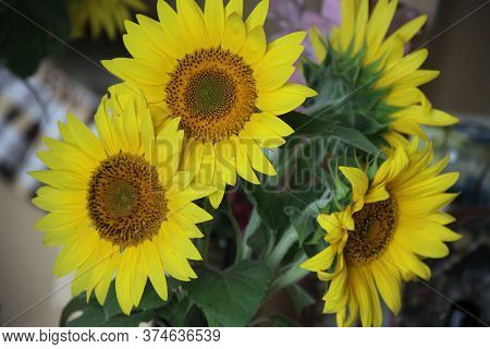 Huge Sun Flowers In The Big Bouquet