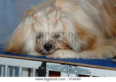Lahsa Apso