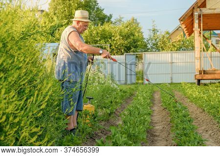 An Elderly Man In A Hat Sprays An Insecticide On The Tops Of Potatoes. The Fight Against The Colorad
