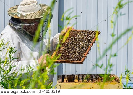 A Beekeeper In Protective Clothing Holds A Frame With Honeycombs, Examines Bees In The Apiary. Prepa