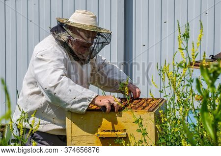 A Beekeeper Extracts A Frame With Honeycombs From The Hive. Inspection Of Bees In The Apiary. Prepar