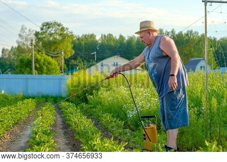 An Elderly Man In A Hat Sprays An Insecticide On The Tops Of Potatoes. The Fight Against The Colorad