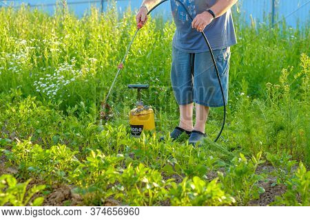 An Elderly Man In A Hat Sprays An Insecticide On The Tops Of Potatoes. The Fight Against The Colorad
