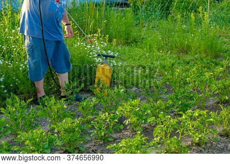 An Elderly Man In A Hat Sprays An Insecticide On The Tops Of Potatoes. The Fight Against The Colorad