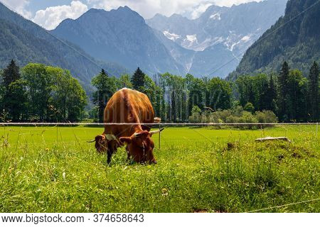 Cows At Kamnik-savinja Alps In Jezersko, Slovenia