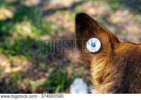 A Stray Neutered Dog With A Chip In Its Ear. Close-up Of The Head. Sad Mongrel Lying On The Ground. 