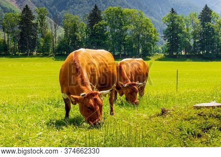 Cows At Kamnik-savinja Alps In Jezersko, Slovenia