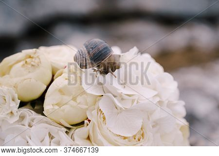 Minimalistic Bridal Bouquet Of White Roses Peonies And Hortense With Cute Snail