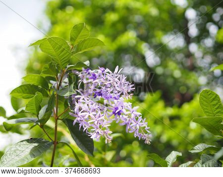 Flower Purple Sandpaper Vine Purple Wreath Bouquet Of Five Petals Like Five Pointed Hairy Base Of Th