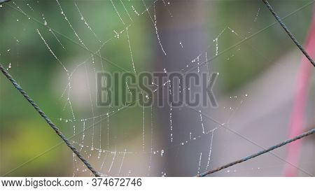Spider web on nylon net in mist