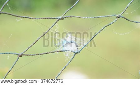 Spider Web On Nylon Net In Mist
