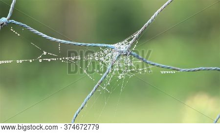 Spider Web On Nylon Net In Mist