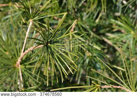 Japanese Umbrella Pine - Latin Name - Sciadopitys Verticillata