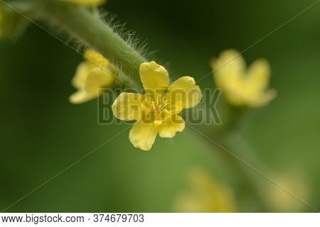 Common Agrimony - Latin Name - Agrimonia Eupatoria