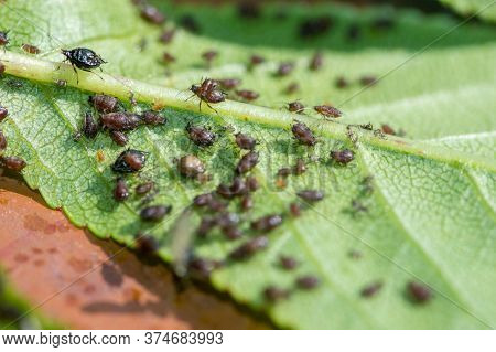 Close-up On Green Cherry Leaves Infested With Aphids.