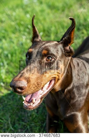 Brown-and-tan Doberman Dobermann Dog Closeup Lies On Green Grass On A Sunny Day. Vertical Orientatio