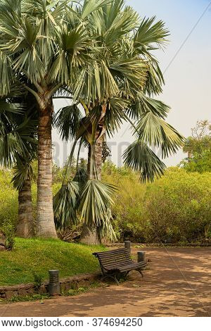 Bench Under The Palm Tress In A Public Park Covered With Sand Storm, Calima. Tenerife, Spain