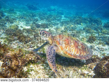 Sea Turtle In Marine Shore Swim To Water Surface. Sea Tortoise Portrait. Endangered Animal Underwate