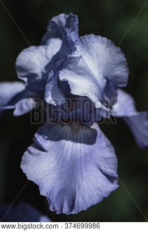 Beautiful Blue Irises Are Blooming In A Flower Bed.