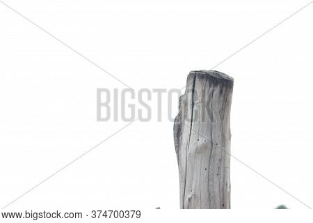 Strait Wood Stem With White Nagative Space
