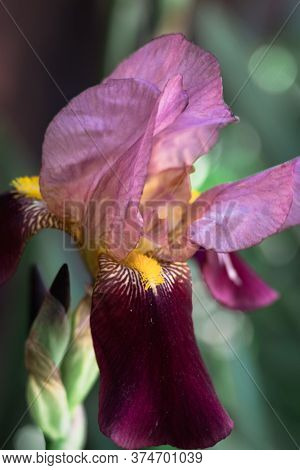 Beautiful Blue With Lilac Pink Irises Bloom In A Flower Bed.