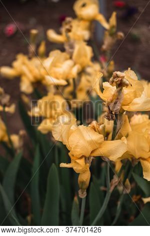Beautiful Light Yellow Irises Bloom In A Flower Bed. Fragrant Spring Flowers Close-up.