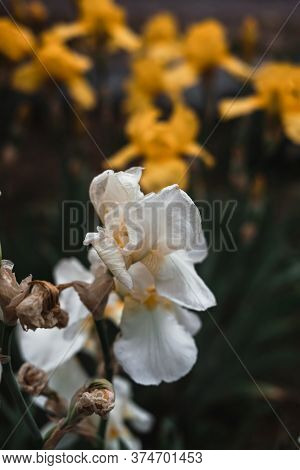 Beautiful White And Yellow Irises Bloom In The Flower Bed. Fragrant Spring Flowers Close-up.