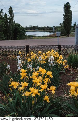 Beautiful Light Yellow Irises Bloom In A Flower Bed. Fragrant Spring Flowers Close-up.