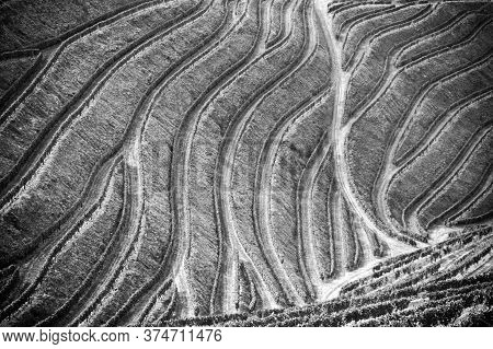Beautiful Black And White Vineyards Picture Of The Douro Valley, Portugal That Illustrators The Viti