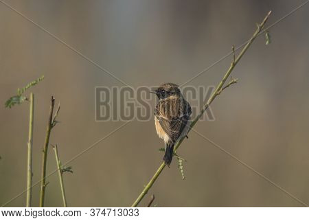 A wild bird on the branch of a tree at morning light .