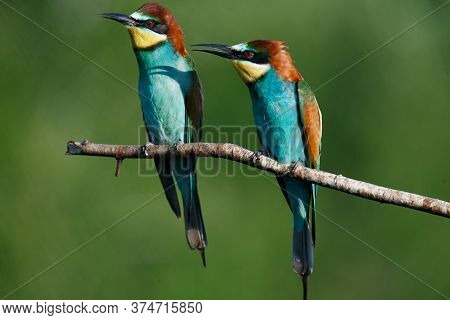 A Golden Bee Eater Sits On A Branch On A Green Background