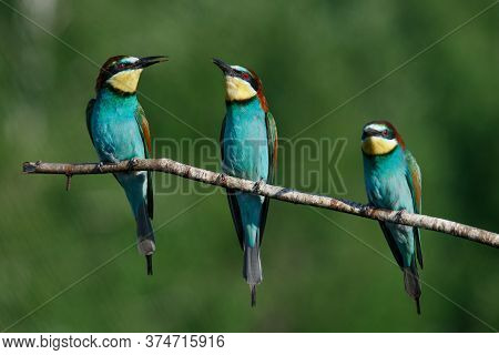 A Golden Bee Eater Sits On A Branch On A Green Background