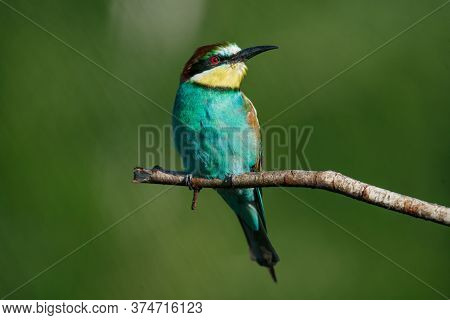 A Golden Bee Eater Sits On A Branch On A Green Background