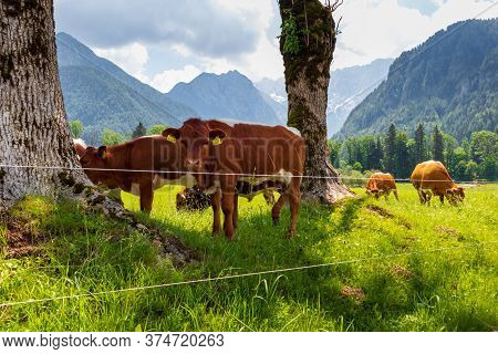 Cows At Kamnik-savinja Alps In Jezersko, Slovenia