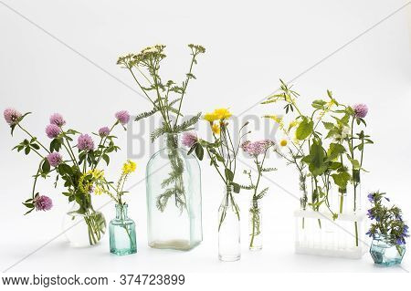 Wild Field Herbs In Bottles Of Different Shapes On A White-gray Background As A Decoration. Card