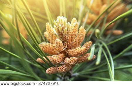 Macro Photo Of Fir Tree Cone With Sunlight.