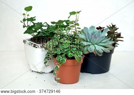 Collection Of Various Indoor Plants - Fittonia, Hypoestes, Succulents, Ficus Pumila White Sunny, Hed