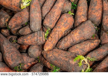 Close-up Of Carrots Dirty In Black Soil On Market Shelf
