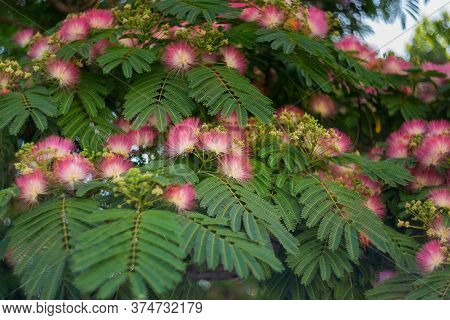 Flowers Of Albizia Julibrissin Close-up. In Summer, Albizia Julibrissin Blooms With Fluffy Bright Pi
