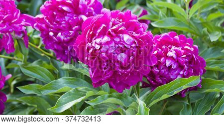 Pink Flower. Flower In Garden At Sunny Summer Or Spring Day. Flower For Postcard Beauty Decoration A