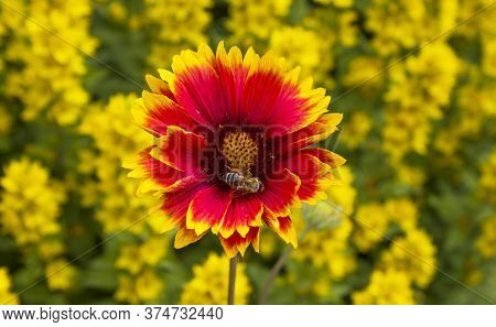 Red Flower. Flower In Garden At Sunny Summer Or Spring Day. Flower For Postcard Beauty Decoration An