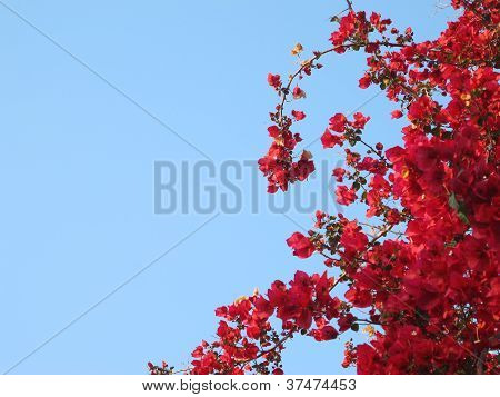 蓝色的天空 Bouganvilla