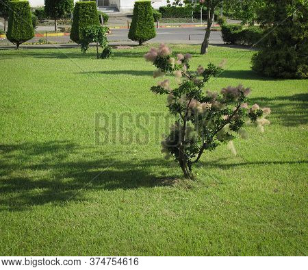 European Smoketree (cotinus Coggygria) Known As Rhus Cotinus, Eurasian Smoketree, Smoke Tree, Smoke 