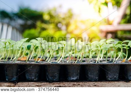 Many Small Melon Trees Are Placed In Plastic Lids For Planting.