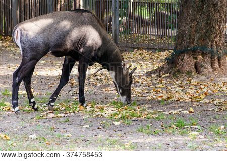 Antelope Nilgai Or Blue Bull (boselaphus Tragocamelus)