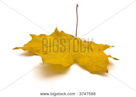 Maple Leaf