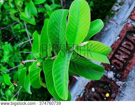 Green Beautiful Guava Leaves In The Park