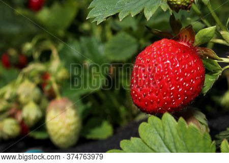 Beautiful Photo Of Strawberries Growing In The Garden